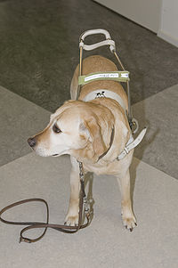 een blindegeleidehond
